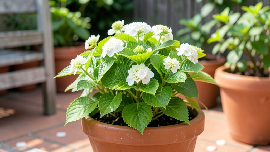 Dwarf Hydrangea Little Lime
